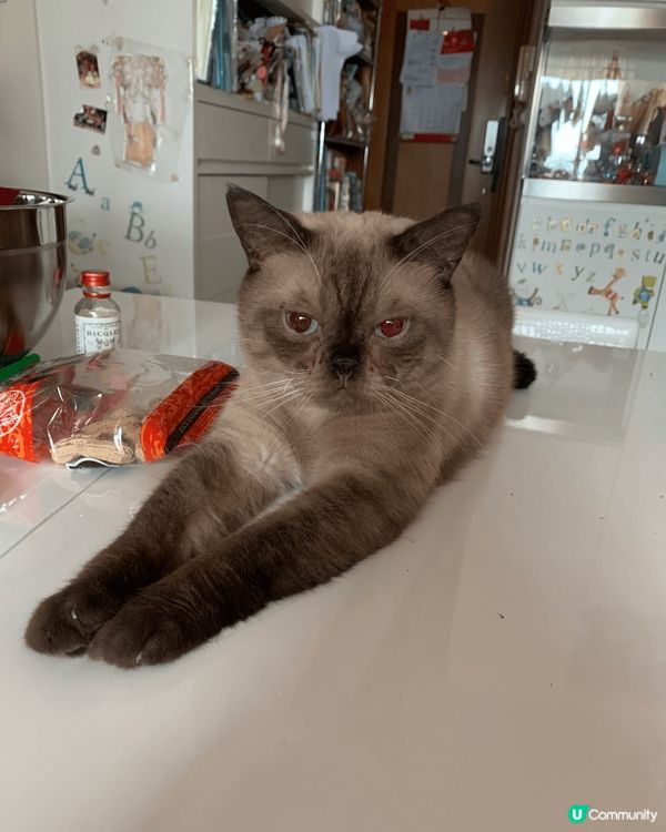 左邊的叫Rainbow,但係細個因為成日瀬屎，所以我叫佢做屎...