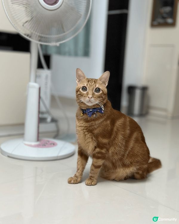 好為食嘅黃貓仔Asahi，乜野都食，長期都好肚餓🤤最近貓奴俾...