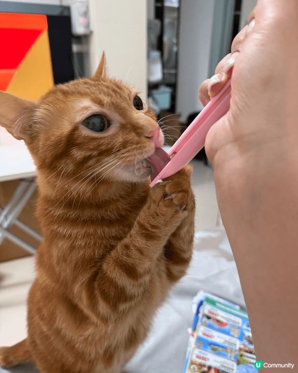 好為食嘅黃貓仔Asahi，乜野都食，長期都好肚餓🤤最近貓奴俾...
