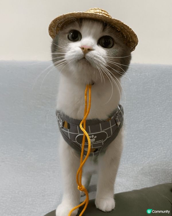 我有2位貓主子，分別係毛毛(銀影貓)同包包(藍金白)😸平時鍾...