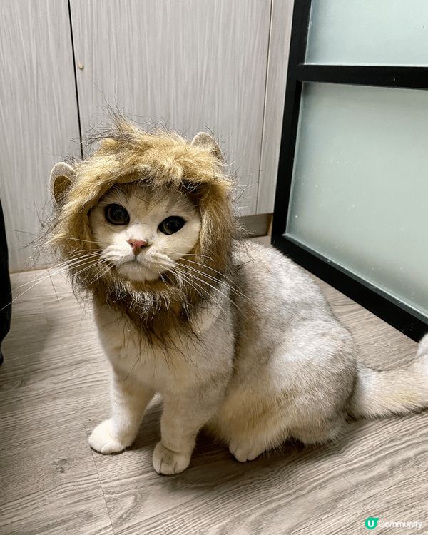 我有2位貓主子，分別係毛毛(銀影貓)同包包(藍金白)😸平時鍾...