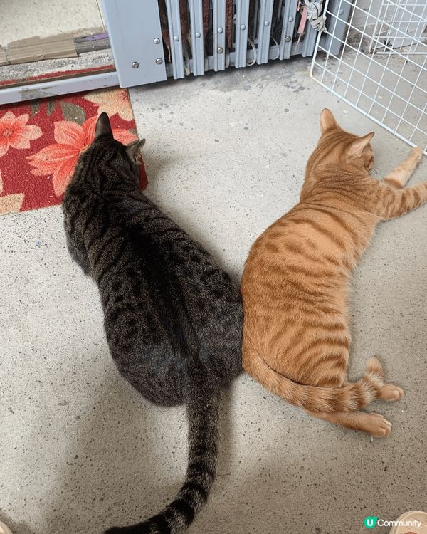 奶茶同喵咪一出世至現在4年，媽媽常常比雞肉我食，好幸福