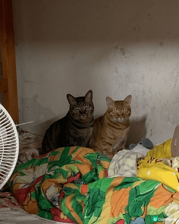 奶茶同喵咪一出世至現在4年，媽媽常常比雞肉我食，好幸福