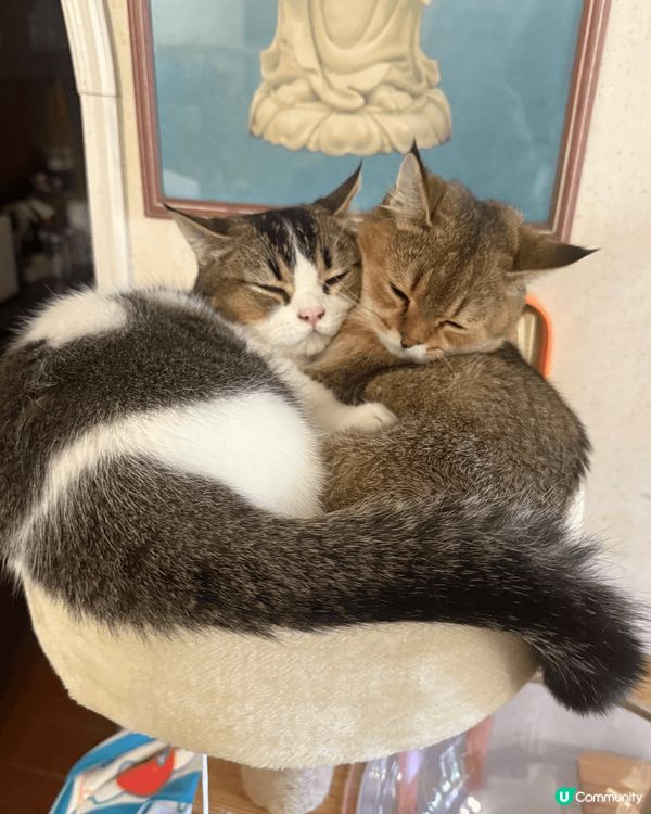 波波 & 麻糬 相親相愛💛兩兄弟都係曼基貓貓..分別1歲同1...
