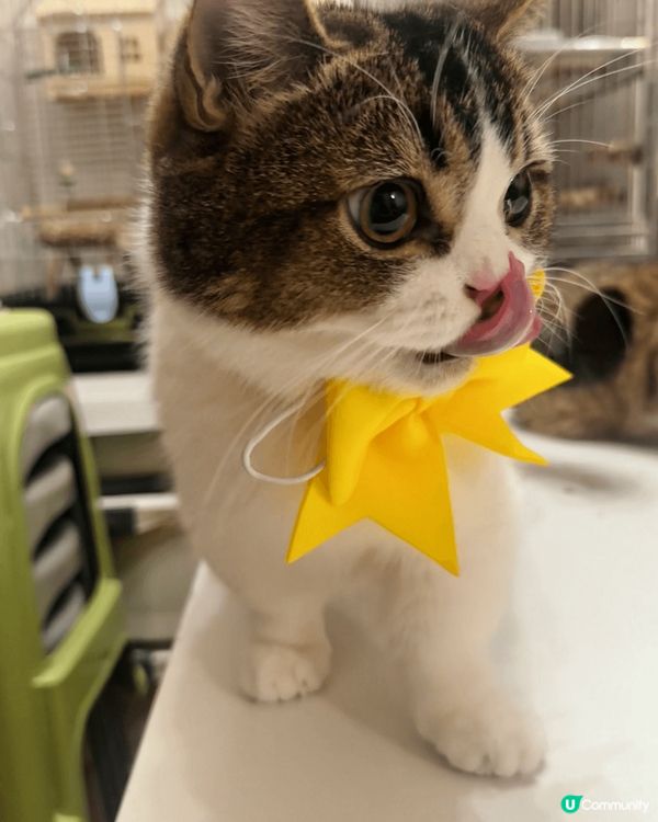 波波 & 麻糬 相親相愛💛兩兄弟都係曼基貓貓..分別1歲同1...