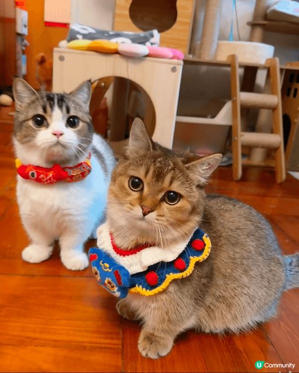 波波 & 麻糬 相親相愛💛兩兄弟都係曼基貓貓..分別1歲同1...