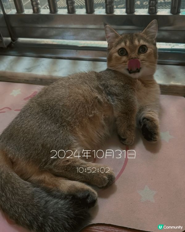 波波 & 麻糬 相親相愛💛兩兄弟都係曼基貓貓..分別1歲同1...