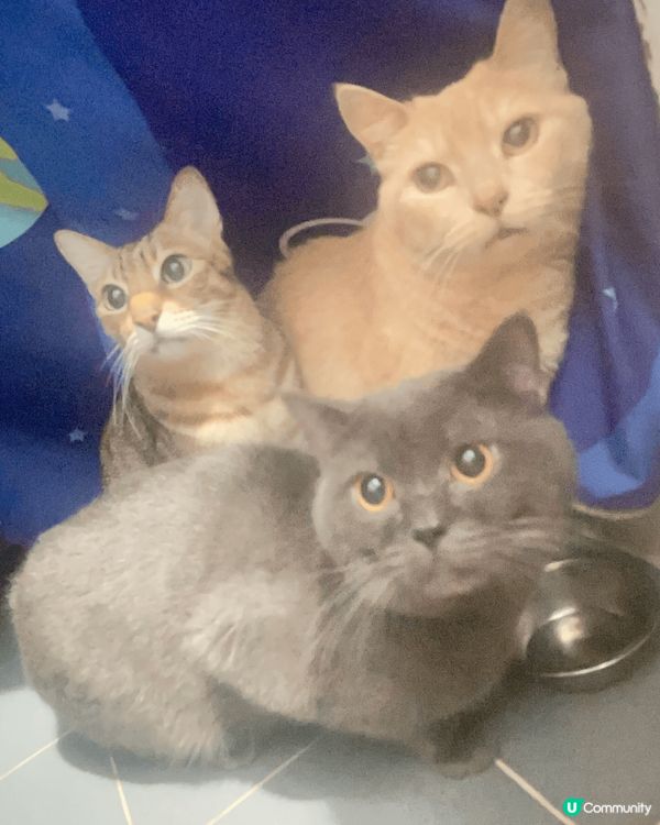 無野食。好耐都冇開罐罐。可能會咬人😾