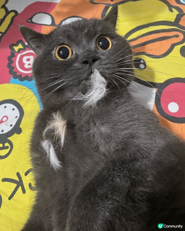 無野食。好耐都冇開罐罐。可能會咬人😾