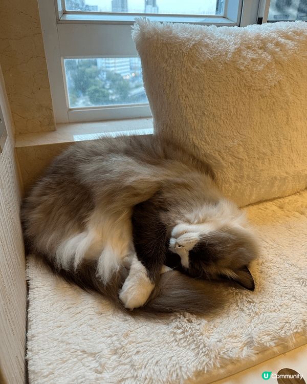 🐾【御前奏折｜奴才跪求Harlow Blend試吃聖旨！】🐾...