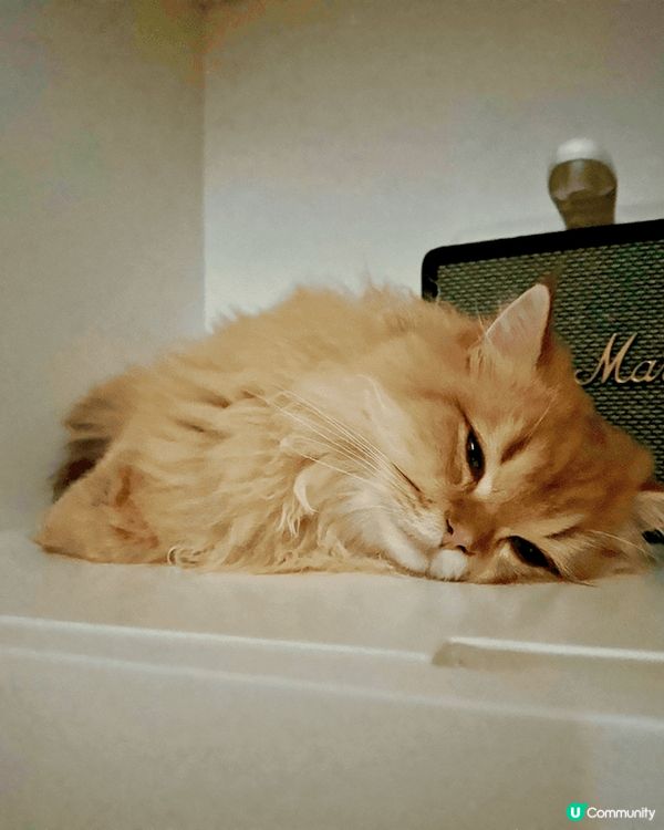 🐾【御前奏折｜奴才跪求Harlow Blend試吃聖旨！】🐾...