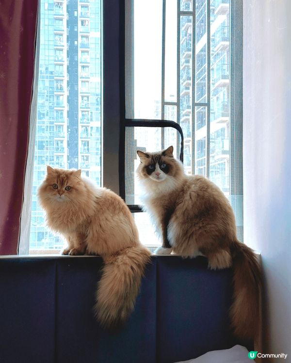 🐾【御前奏折｜奴才跪求Harlow Blend試吃聖旨！】🐾...