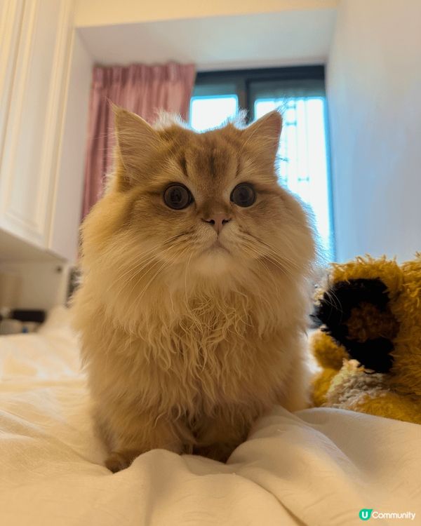 🐾【御前奏折｜奴才跪求Harlow Blend試吃聖旨！】🐾...