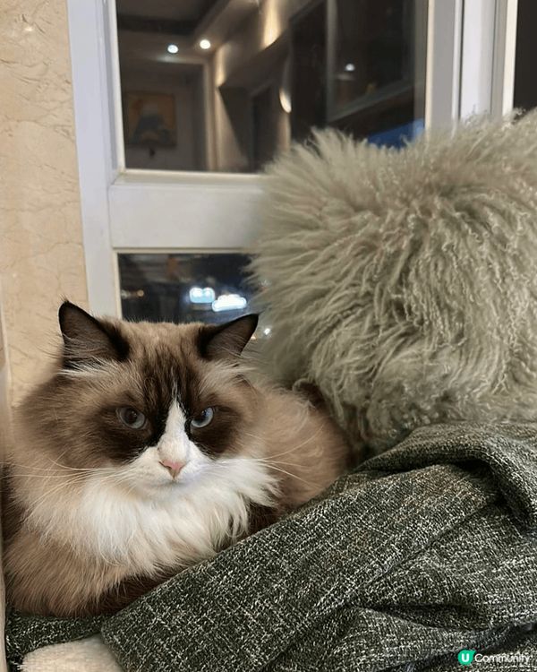 🐾【御前奏折｜奴才跪求Harlow Blend試吃聖旨！】🐾...