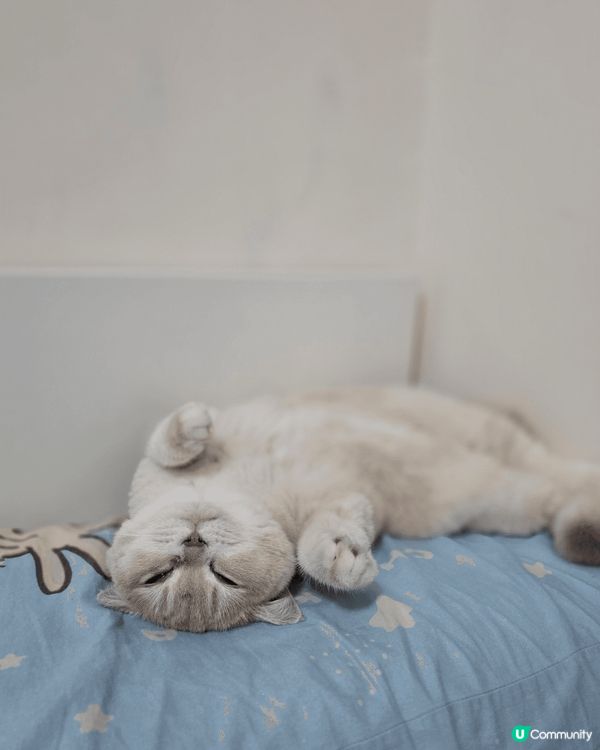 Hello，我係Bella，平日就鍾意食同訓。阿爸成日都將我...