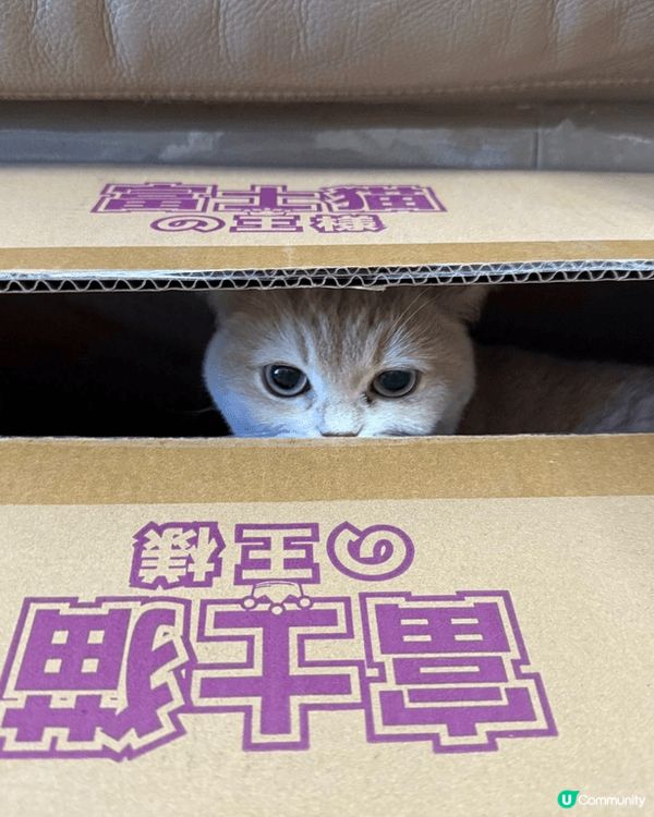 Hello，我係Bella，平日就鍾意食同訓。阿爸成日都將我...