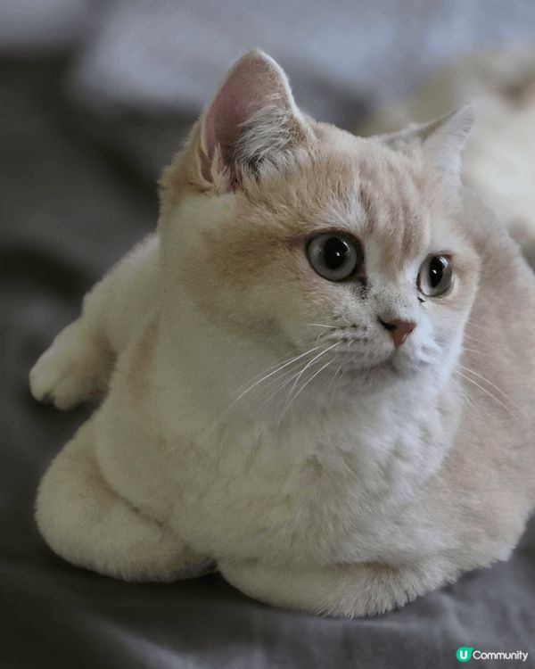 Hello，我係Bella，平日就鍾意食同訓。阿爸成日都將我...