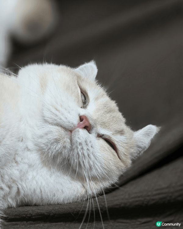 Hello，我係Bella，平日就鍾意食同訓。阿爸成日都將我...