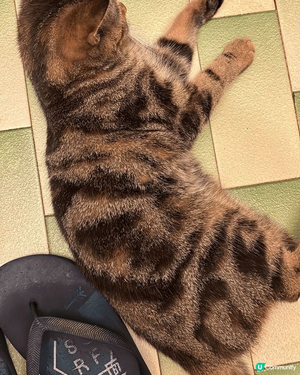 喺屋企無聊時影佢同佢玩，有時都好難捕捉到佢個樣 每一次見到佢...