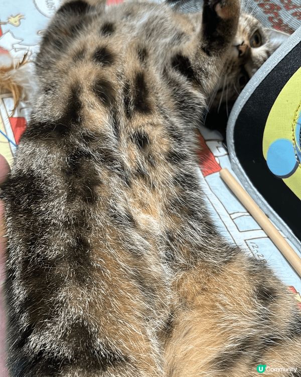 喺屋企無聊時影佢同佢玩，有時都好難捕捉到佢個樣 每一次見到佢...