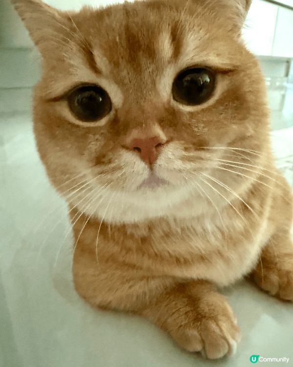 金金 - 無業獨生子之日常耍癈生活