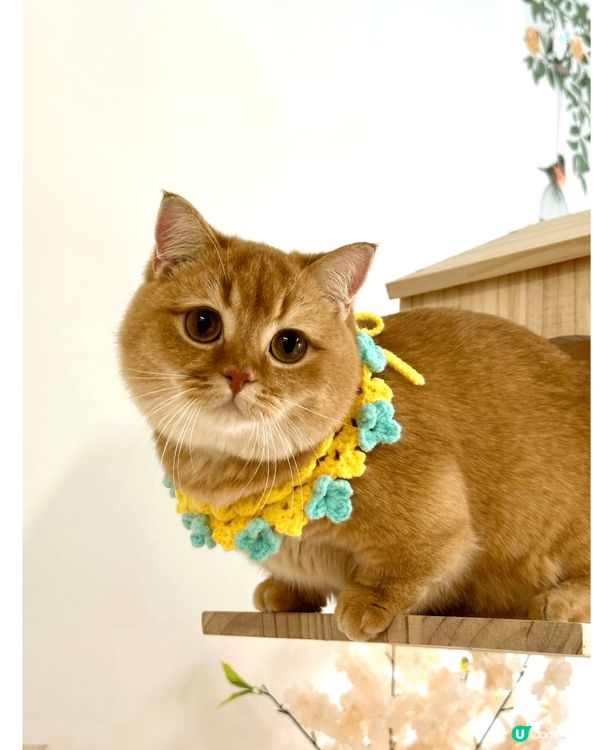 金金 - 無業獨生子之日常耍癈生活