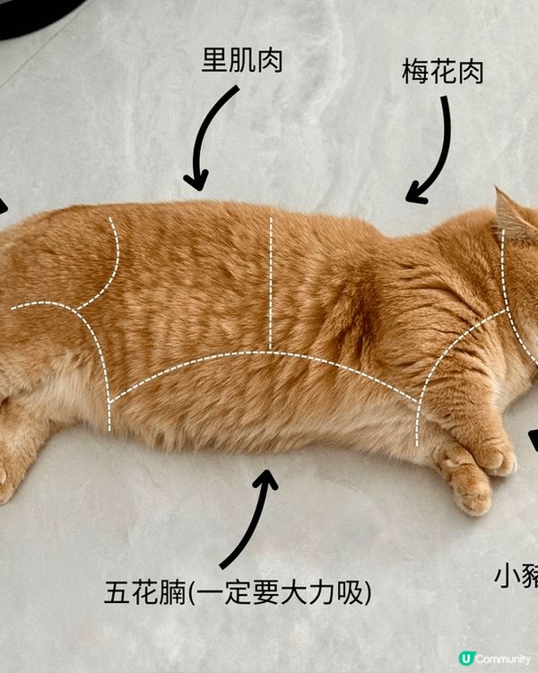 金金 - 無業獨生子之日常耍癈生活