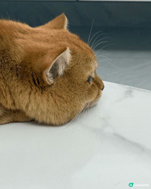 金金 - 無業獨生子之日常耍癈生活