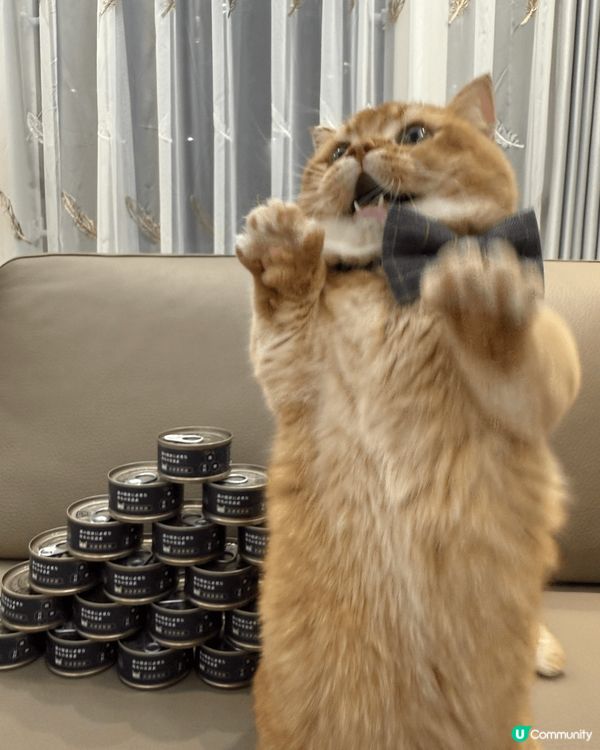 金金 - 無業獨生子之日常耍癈生活