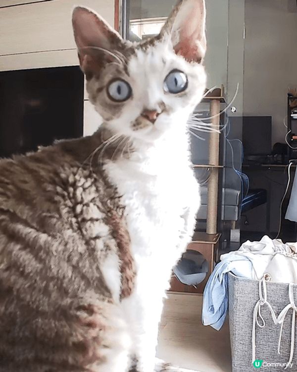 我的寶貝貓叫bubble，最初未諗到佢叫咩名 ，就叫佢寶寶，...