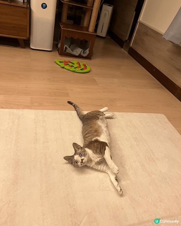 我的寶貝貓叫bubble，最初未諗到佢叫咩名 ，就叫佢寶寶，...