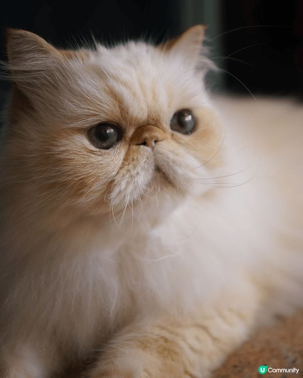 可愛又膽少的貓仔毛毛，十分可愛 好高興和大家見面