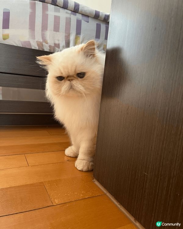 可愛又膽少的貓仔毛毛，十分可愛 好高興和大家見面