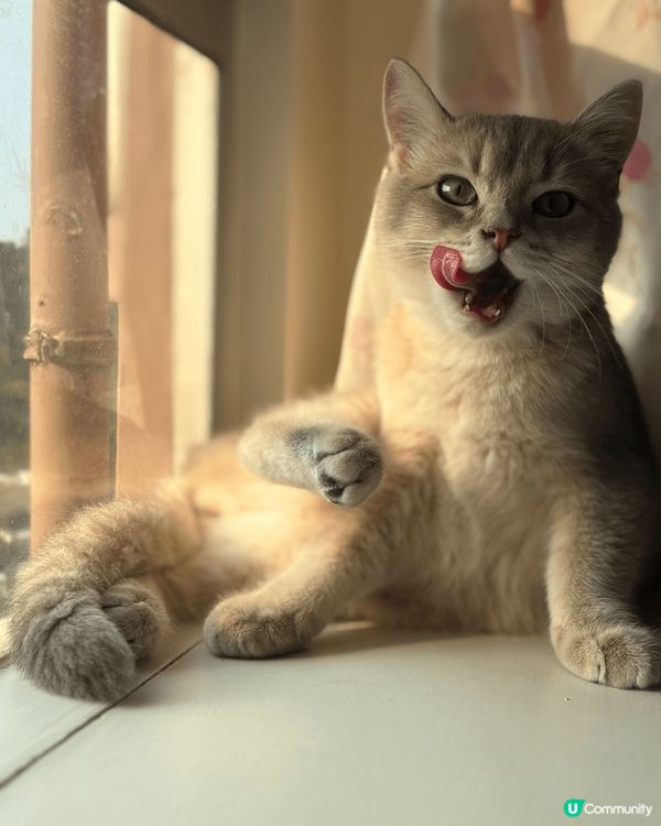 Milo好嘴刁嫁，好難得先會食到舔舔脷