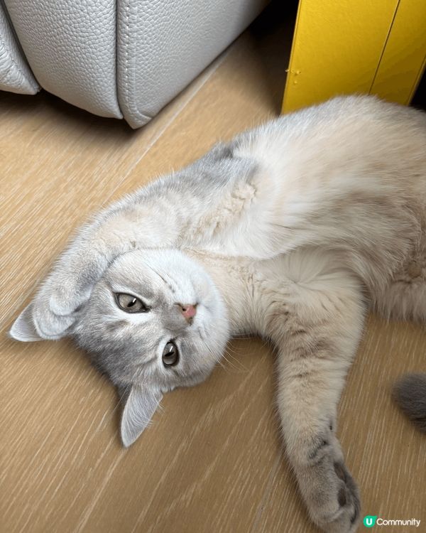 Milo好嘴刁嫁，好難得先會食到舔舔脷