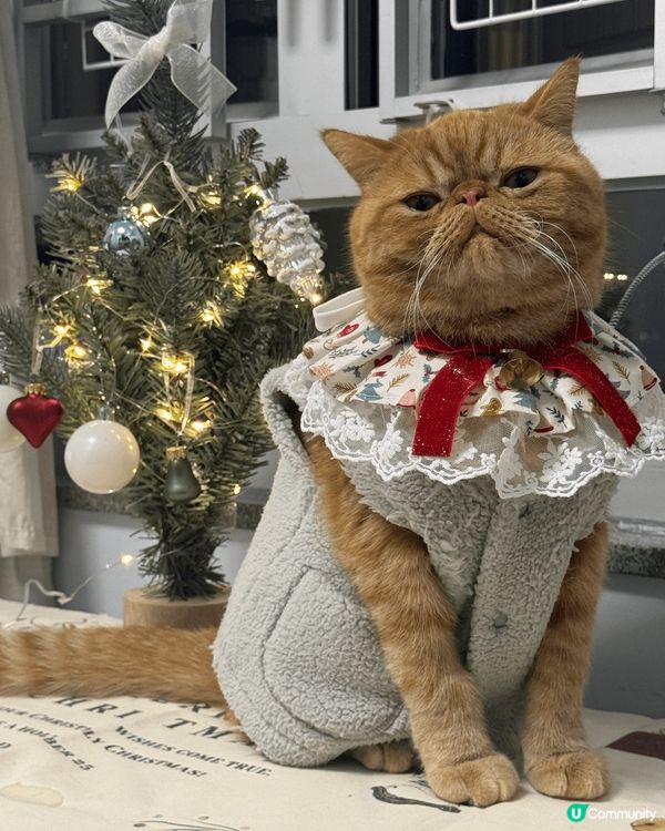 我叫肉肉，今年2歲，係一隻擁有高級厭世臉既異國短毛貓，唔好睇...