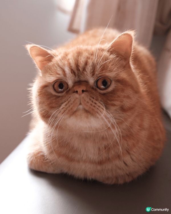 我叫肉肉，今年2歲，係一隻擁有高級厭世臉既異國短毛貓，唔好睇...