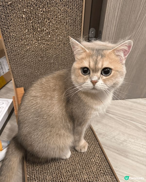 貓咪名稱：NutNut，平時會拍攝很多貓咪可愛的照片，記錄貓...