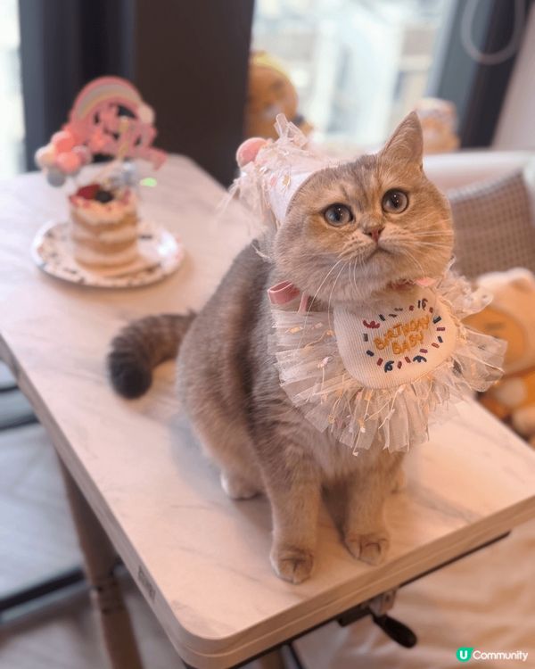 貓咪名稱：NutNut，平時會拍攝很多貓咪可愛的照片，記錄貓...