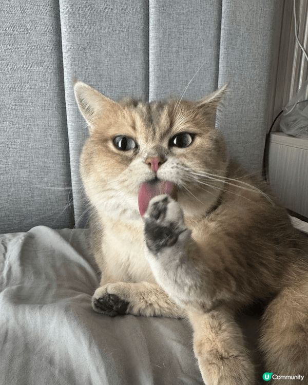 貓咪名稱：NutNut，平時會拍攝很多貓咪可愛的照片，記錄貓...