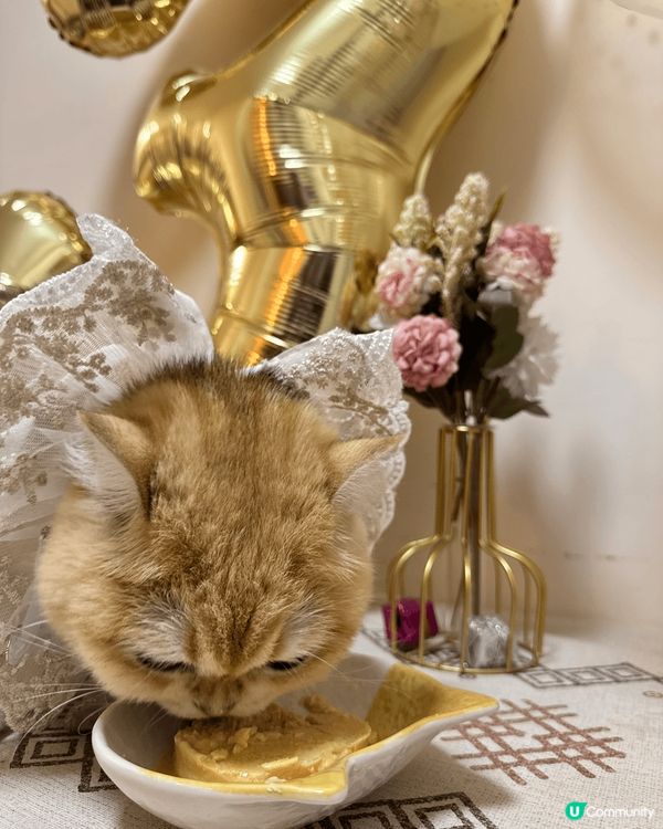 我係剛剛滿三歲嘅拖肥，平時最鍾意就係食嘢、食嘢同食嘢。希望有...