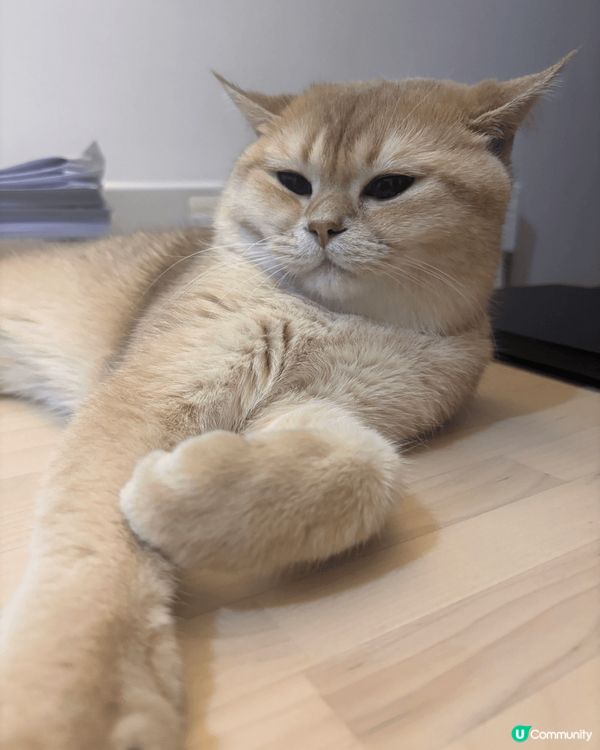 燒賣主子嘅日常，每日就係攤、攤、同埋攤，奴才會繼續努力工作令...