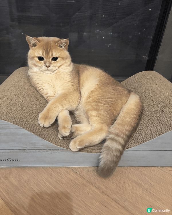 燒賣主子嘅日常，每日就係攤、攤、同埋攤，奴才會繼續努力工作令...