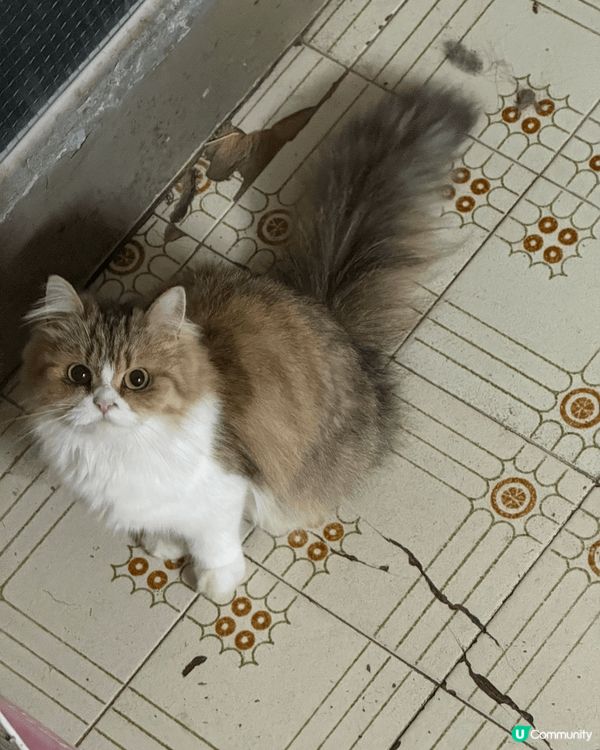 這是一張超可愛的貓咪照片！牠正歪著頭看鏡頭，毛茸茸的樣子讓人...