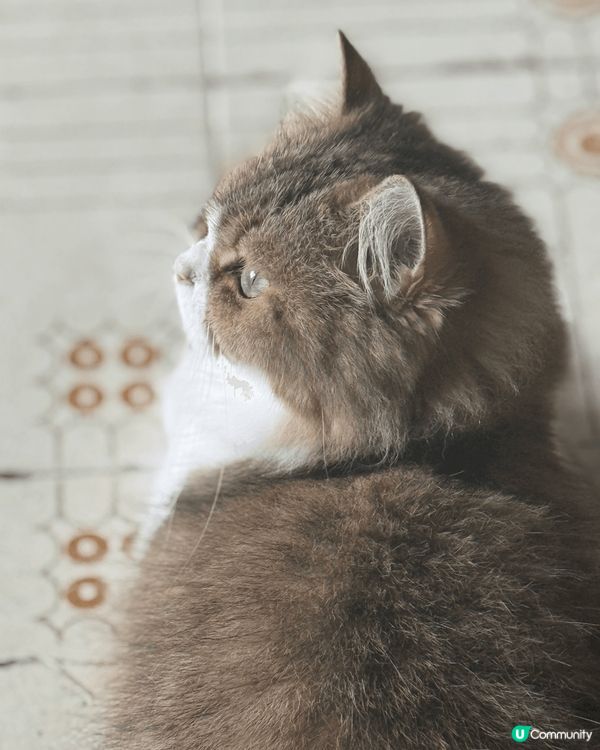 這是一張超可愛的貓咪照片！牠正歪著頭看鏡頭，毛茸茸的樣子讓人...