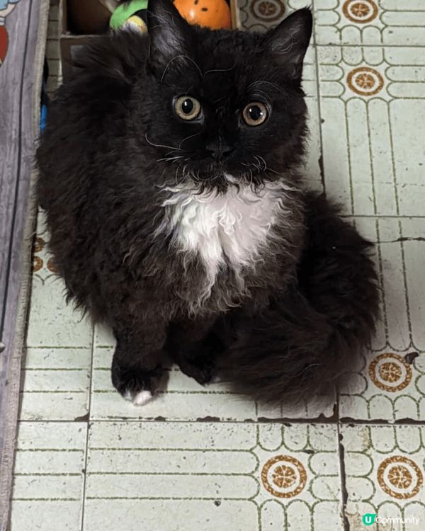 呢隻賽爾凱克捲毛貓真係得意到爆！成身啲毛毛捲曬，好似隻公仔咁...