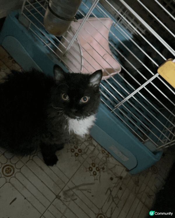 呢隻賽爾凱克捲毛貓真係得意到爆！成身啲毛毛捲曬，好似隻公仔咁...