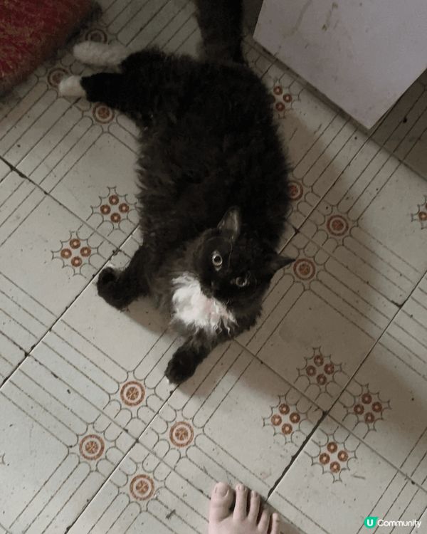 呢隻賽爾凱克捲毛貓真係得意到爆！成身啲毛毛捲曬，好似隻公仔咁...