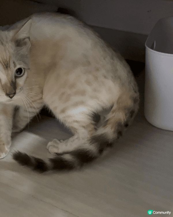 黃貓叫咪仔9歲，咩都岩食，食得是福。啡貓叫沙沙妹，罐頭唔洗預...