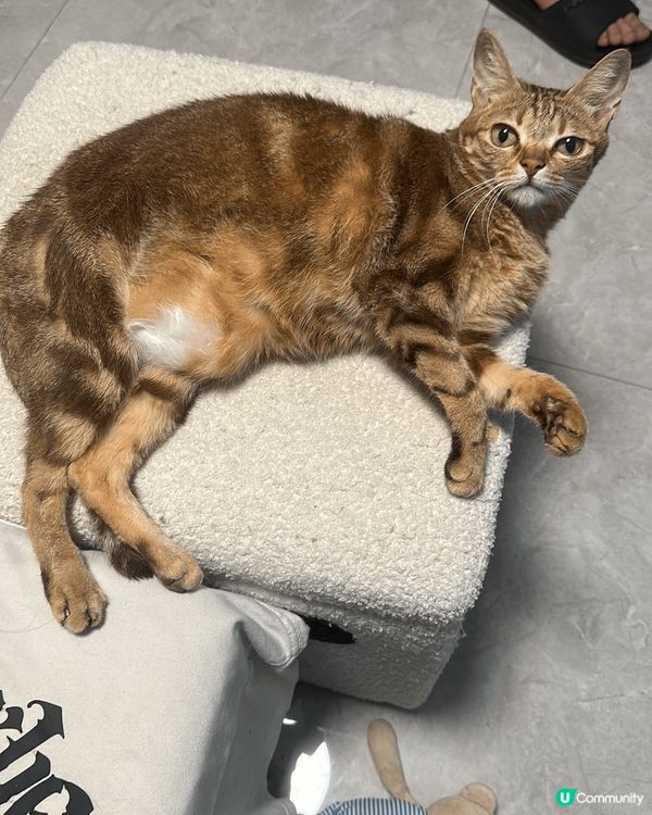 黃貓叫咪仔9歲，咩都岩食，食得是福。啡貓叫沙沙妹，罐頭唔洗預...